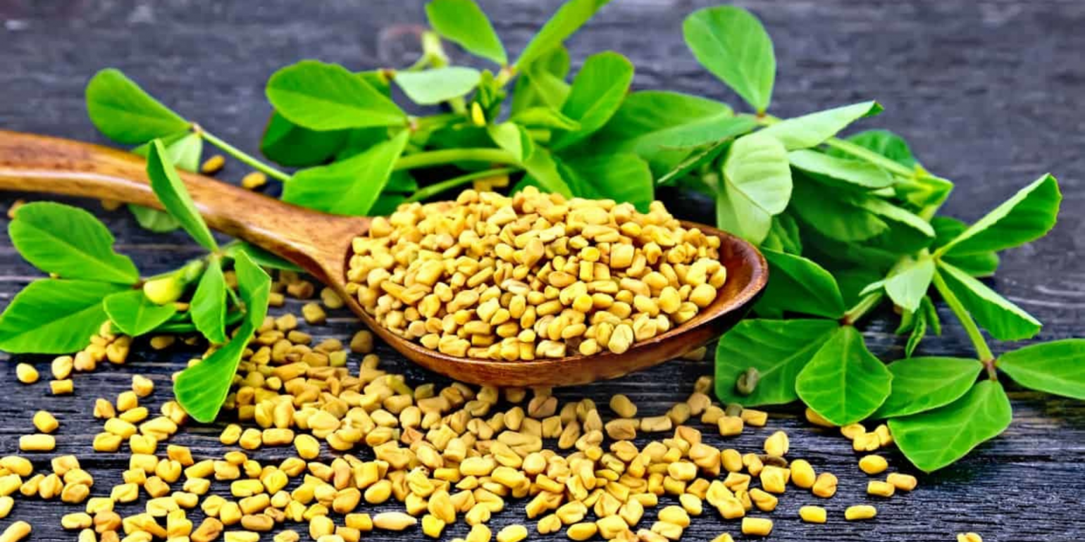 Fenugreek Nutraceutical properties and therapeutic potential